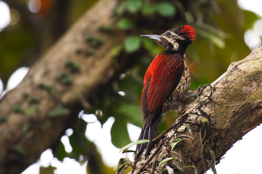 Sri Lankan Wildlife: a paradise for bird watchers