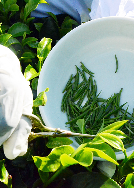 Teas in Sri lanka